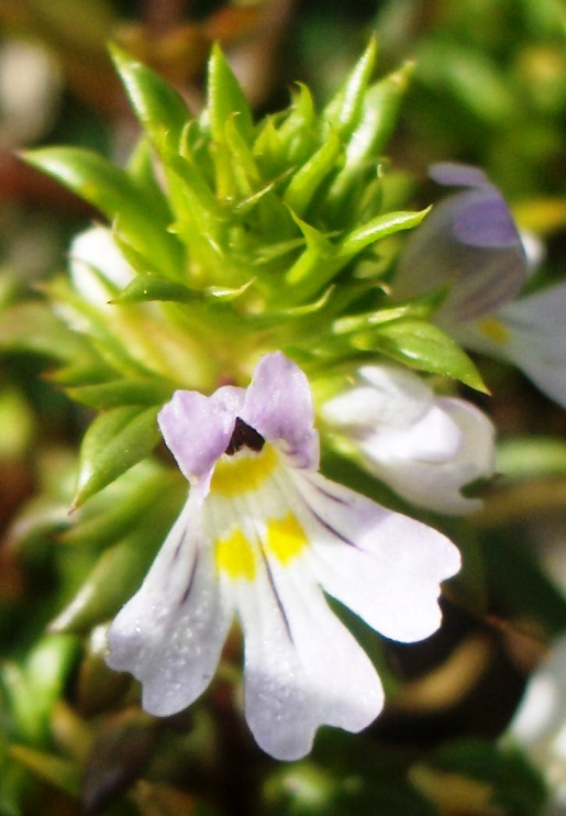 Euphrasia liburnica?